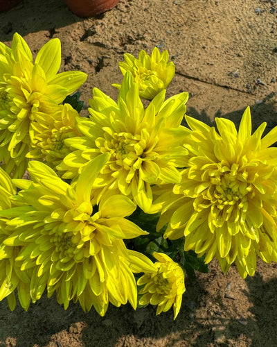 Chrysanthemum Guldaudi flowering plant with colourful blooms NASA air purifier for Dubai UAE homes