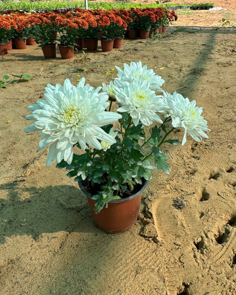 Chrysanthemum