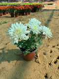 Chrysanthemum