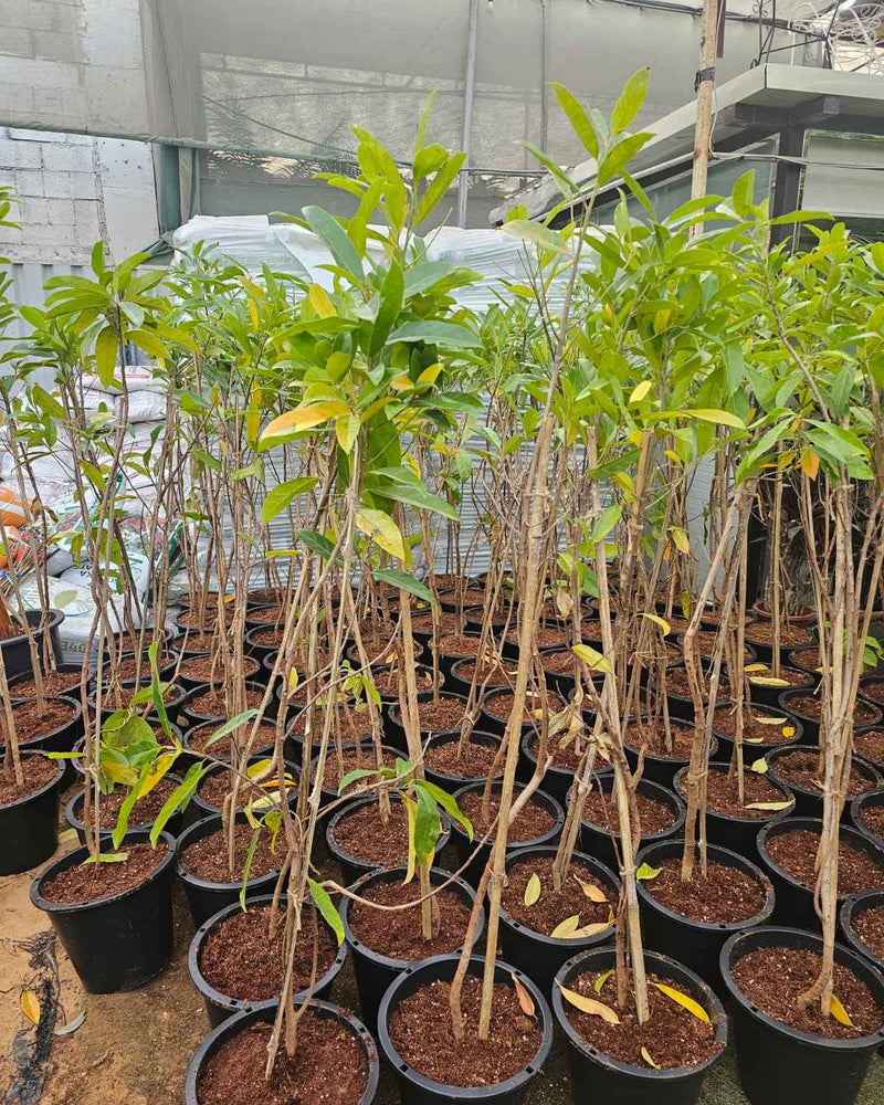 Rudraksha plant