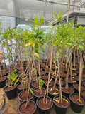 Rudraksha plant