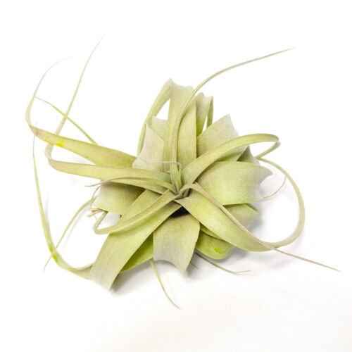 Tillandsia Xerografica