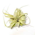 Tillandsia Xerografica