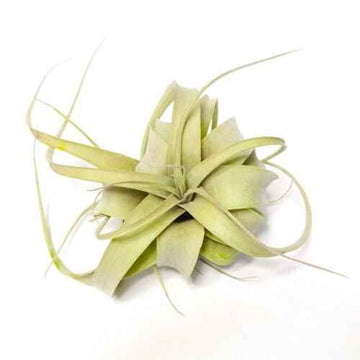Tillandsia Xerografica
