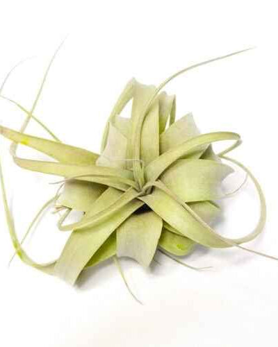 Tillandsia Xerografica