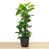 Money Plant