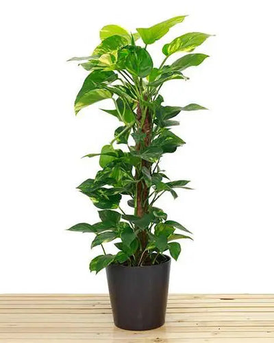 Money Plant