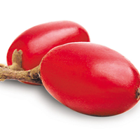 Miracle Fruit Plant
