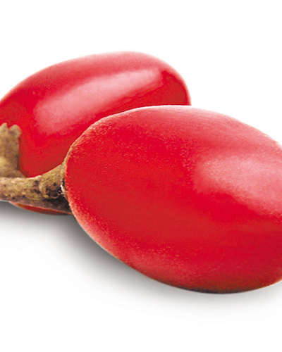 Buy Miracle Fruit Plant Dubai & UAE | Synsepalum Berry – Souq Garden