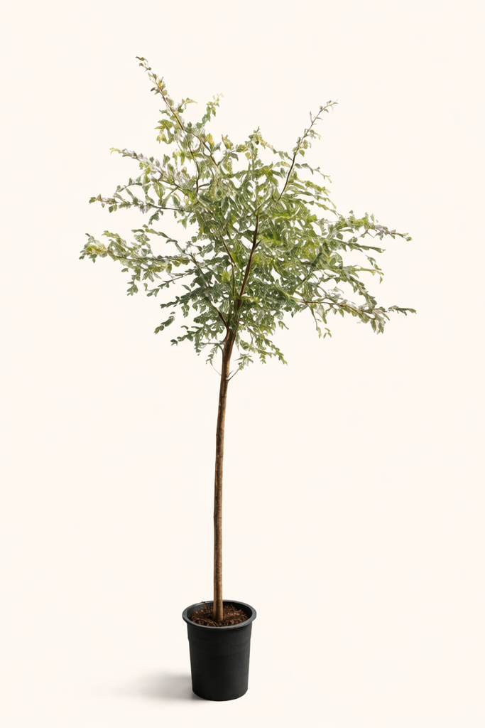 uae national tree