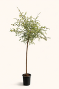 uae national tree