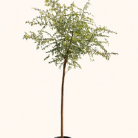 Ghaf Tree