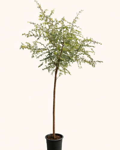 Ghaf tree Prosopis cineraria UAE national tree Shami sapling for Dubai villa gardens