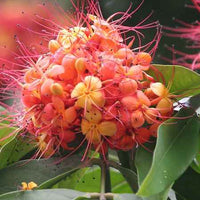 Ashoka Tree