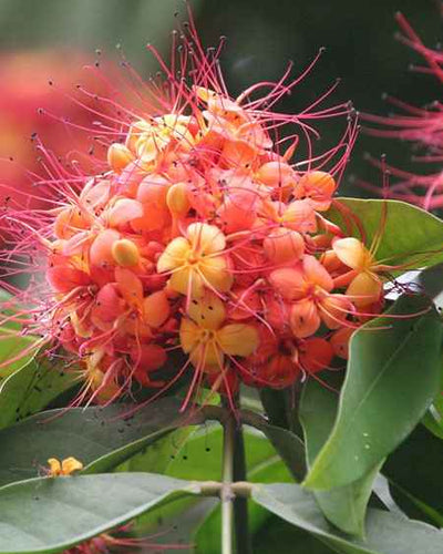 Ashoka tree Saraca asoca Sita Ashok sacred Indian heritage flowering plant for Dubai UAE gardens