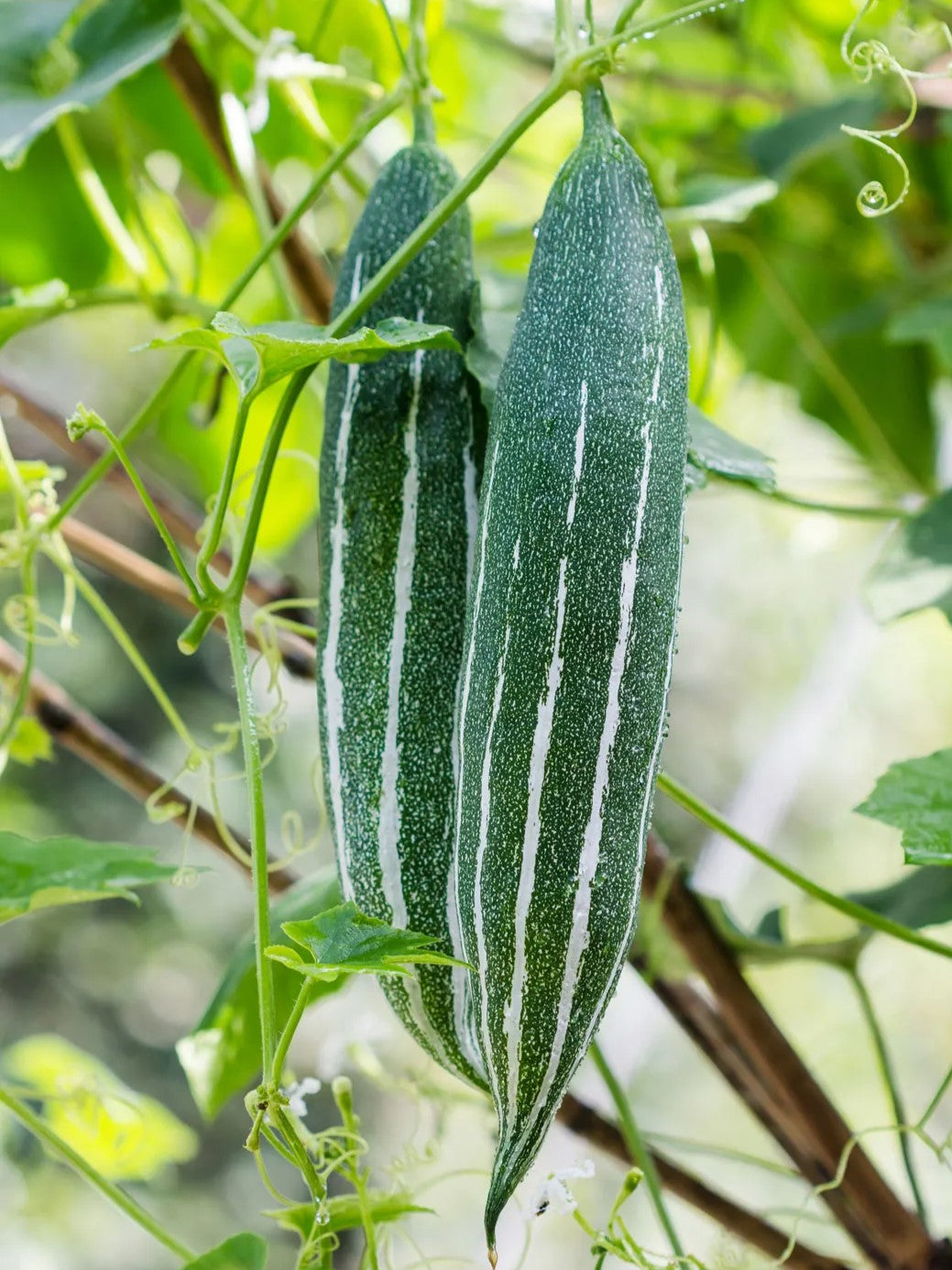 snake gourd plant for sale Buy Snake Gourd Plant Dubai & UAE
