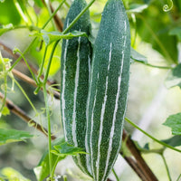 Snake Gourd