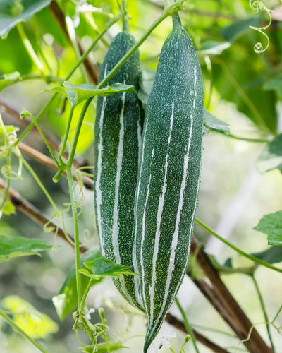 Snake Gourd