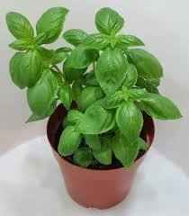 Sweet Basil