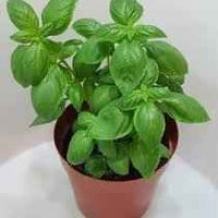 Sweet Basil