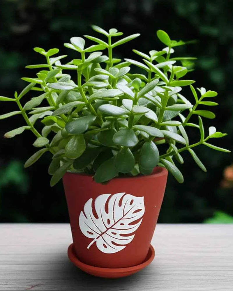 Terracotta Pots - 007