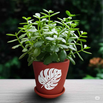 Terracotta Pots - 007