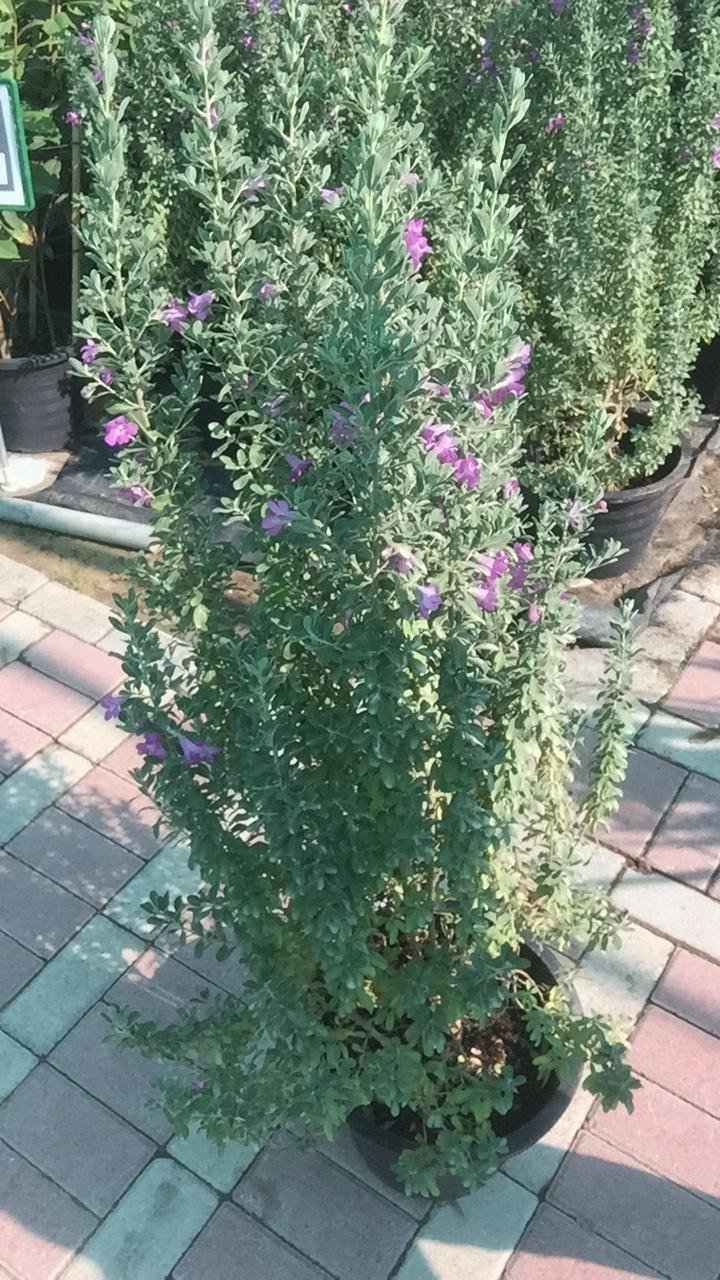 Texas Sage – Leucophyllum