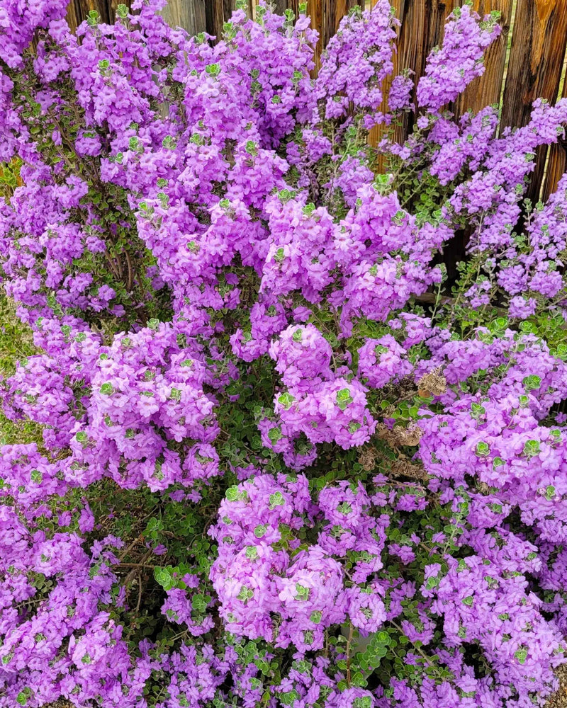 Texas Sage – Leucophyllum