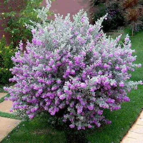 Texas Sage – Leucophyllum