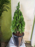 Thuja