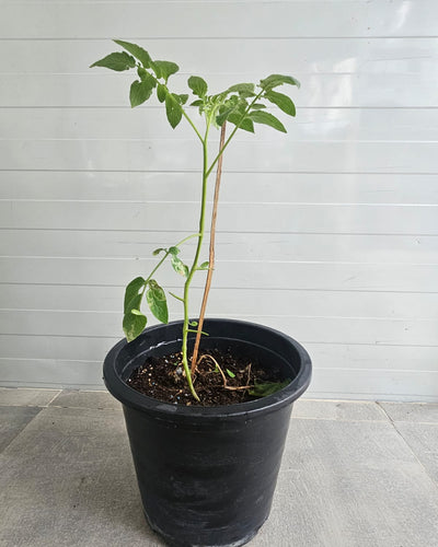 Tomato Plants