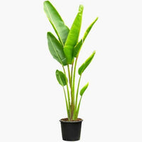Traveler's Palm Dubai & UAE | Statement Tropical Tree | Buy Online – Souq Garden