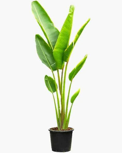 Traveler’s Palm