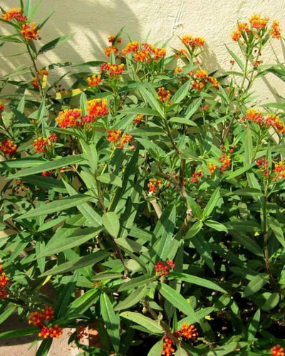 Tropical Milkweed