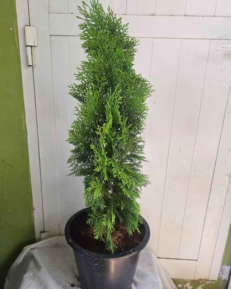 Thuja