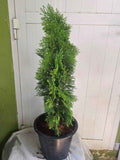 Thuja