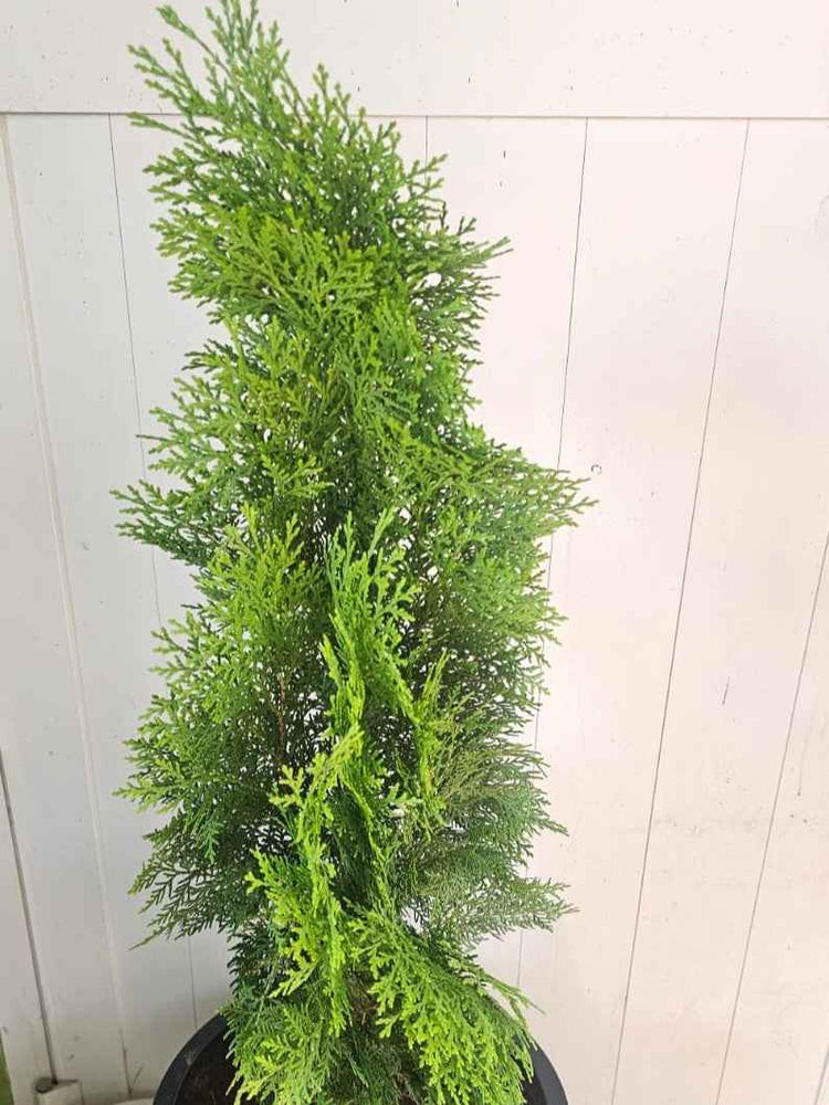 Thuja