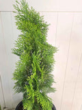 Thuja