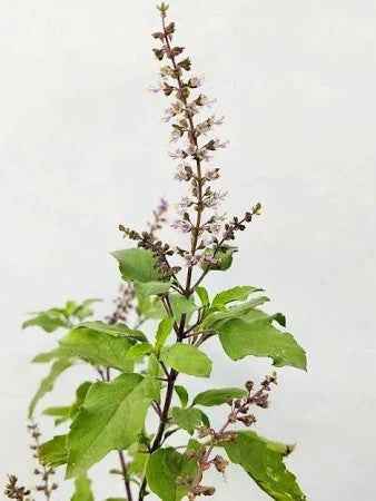 Holy Basil – Tulsi
