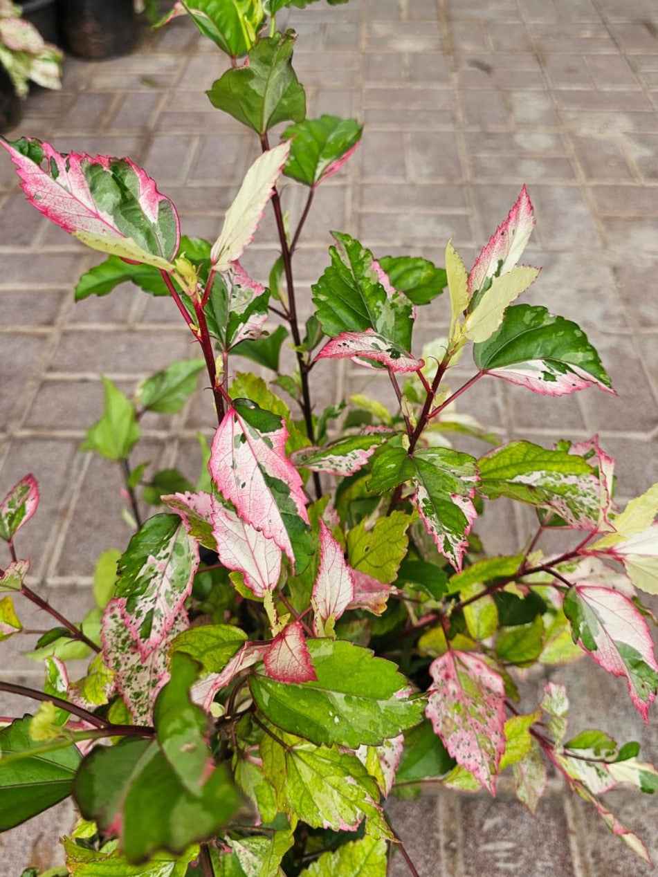 Variegated hibiscus
