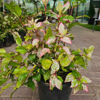 Variegated Hibiscus