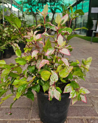 Variegated Hibiscus Snow Queen tropical shrub with cream-green leaves and red flowers for Dubai UAE gardens