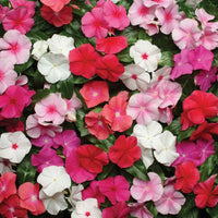 Vinca