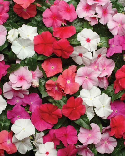 Vinca