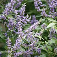 Vitex Agnus Castus