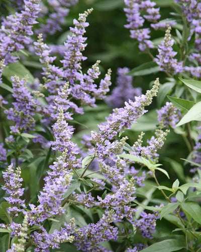 Vitex Agnus Castus