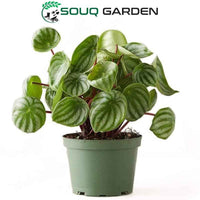 Watermelon Peperomia