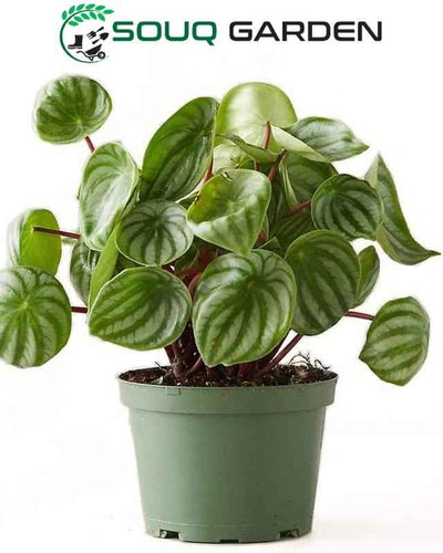 Watermelon Peperomia