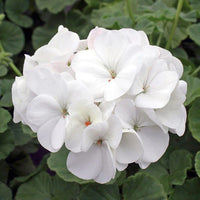 Geranium White V15