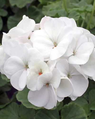 White Geranium (Pelargonium) flowering plant